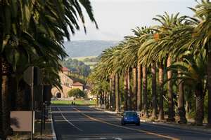 palm drive Palm Drive, Stanford